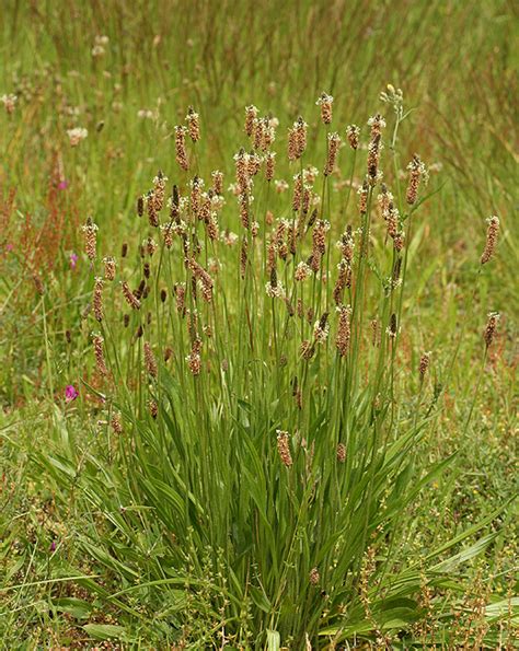 Ribwort Plantain Lacamas Prairie Non Native Species INaturalist