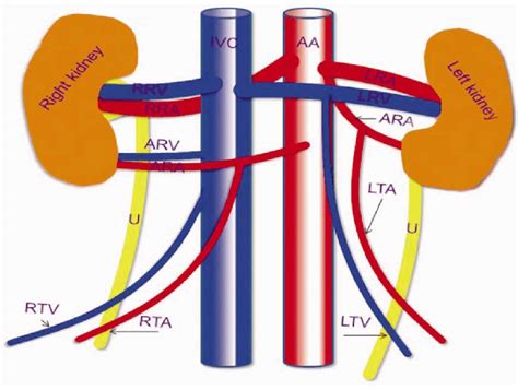 Testicular Artery And Vein