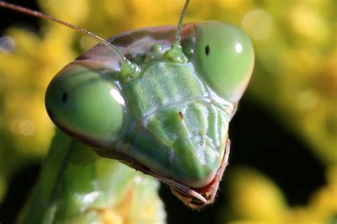 17 Best images about Insect Heads on Pinterest | Beautiful, Ants and ...