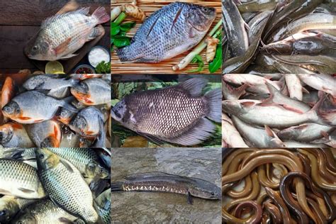 Jenis Ikan Air Tawar Yang Sering Dikonsumsi Di Indonesia Kaya Akan