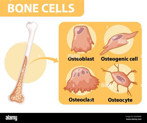 Human Bone Cells Anatomy Illustration Stock Vector Image Art Alamy