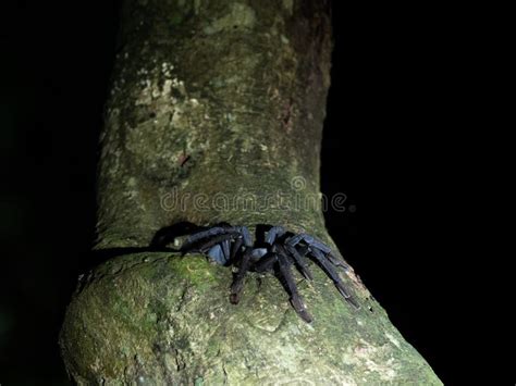 Black Tarantula On A Tree In Tangkoko National Park North Sulawesi