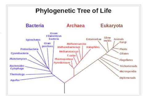 Tree Of Life Diagram