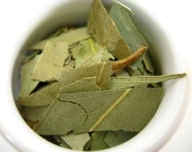 Eucalyptus Tea - A Tea for Your Respiratory Problems