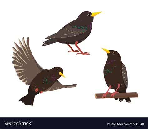 Set Starling Birds In Different Poses Isolated Vector Image