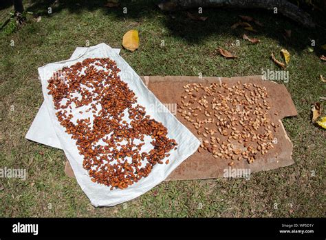 Theobroma Cacao Tropical Fotos E Imágenes De Stock Alamy