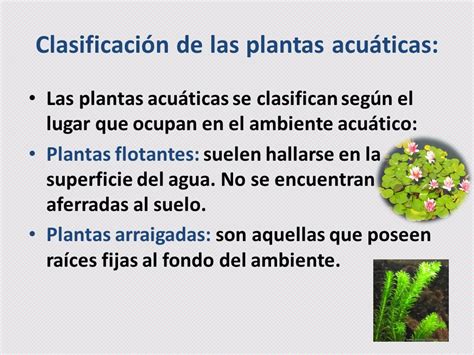 Que Diferencia Hay Entre Las Plantas Acuaticas Y Terrestres Plant Blog