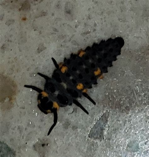 Larva of a lady beetle - PEST CONTROL CANADA