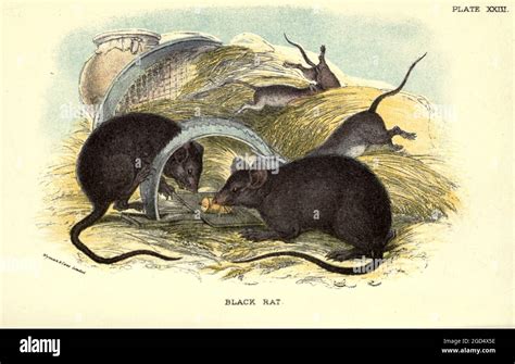 Rattus rattus black hi-res stock photography and images - Alamy