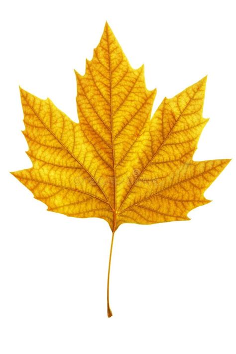 Autumn Maple Leaf Isolated On White Background Stock Photo Image Of