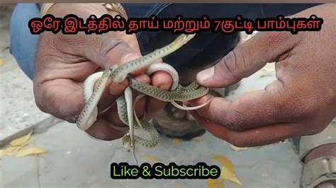 ஒர இடததல தய மறறம 7 கடட தணணபமபகள checkered keelback