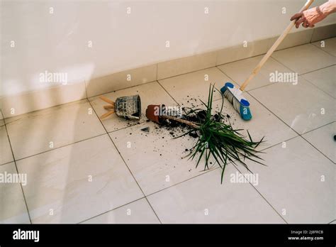 Broken Flower Pot On The Floor With Spilled Soil And Damaged Plant