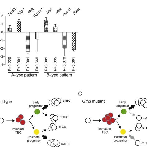 Molecular Classification Of Mutant Thymic Epithelium A Expression