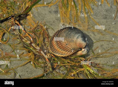 A live clam in natural habitat with the tidal water of the Strait of ...