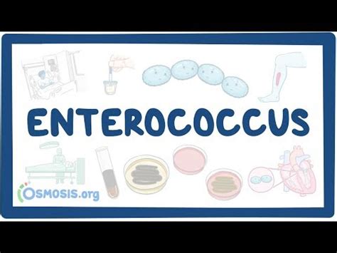 Enterococcus - Causes, Symptoms, Diagnosis, Treatment, Pathology - 2024