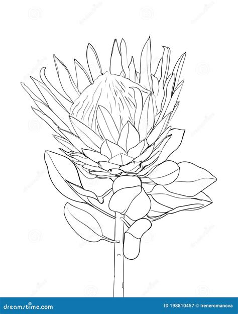 Protea Flower Line Drawing Exotic Tropical Flowers Stock Vector