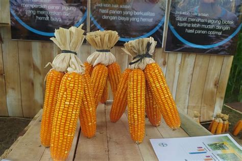 Foto Realisasikan Ketahanan Pangan Bayer Luncurkan Jagung Bioteknologi