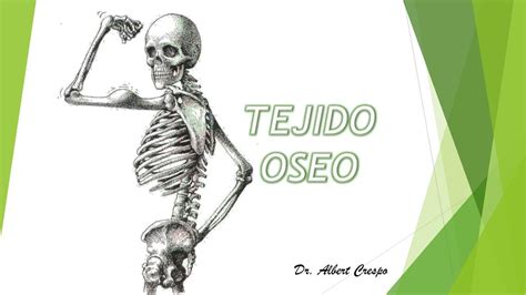 Tejido Óseo Jamilla Figueiredo uDocz