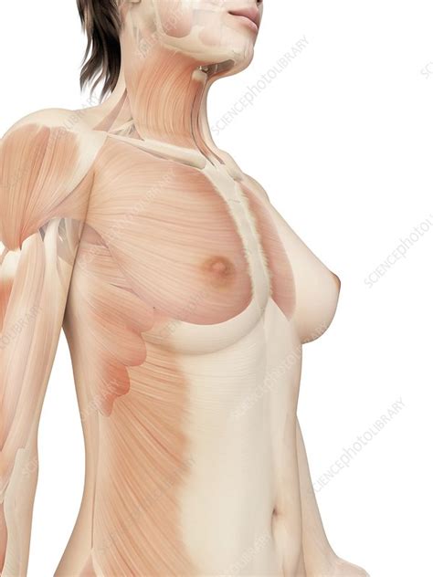 Female Muscular System Illustration Stock Image F