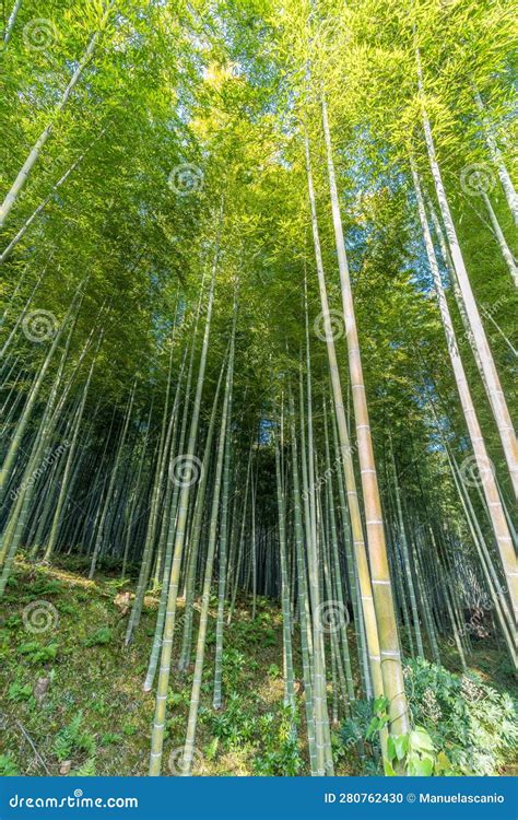 Arashiyama Bamboo Forest Near Tenryu Ji Temple Kyoto Japan Stock