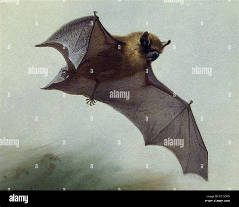 Pipistrellus pipistrellus, common pipistrelle Stock Photo - Alamy