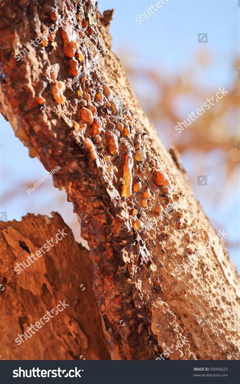 Myrrh Tree: Over 1,266 Royalty-Free Licensable Stock Photos | Shutterstock