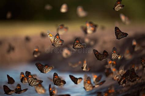 Butterflies Floating On The Wind Migrating To New Lands Stock Photo