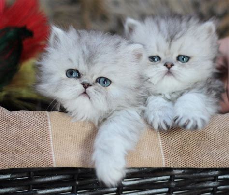 Persian Cat Breeders Georgia - Pets Lovers