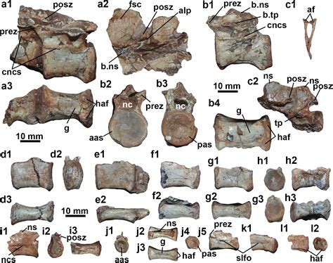 Scielo Brasil Intraspecific Variation In The Axial Skeleton Of