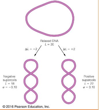 Genome Packaging Flashcards Quizlet