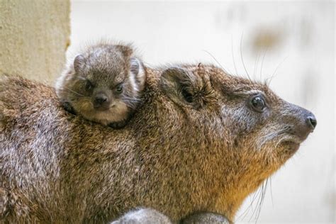 Nace Una Camada En Bioparc Del Damán Roquero La Especie Que Origina El