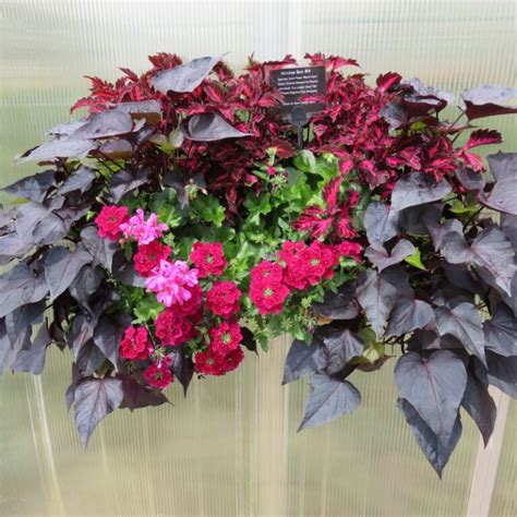 Coleus Stained Glassworks Royalty Rcop