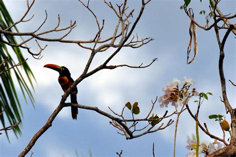 Puerto Caldera, Costa Rica Cruises - Excursions, Reviews, & Photos ...