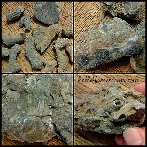 FREE: Dig/keep fossils at Trammel Fossil Park near Cincinnati | Hall of ...