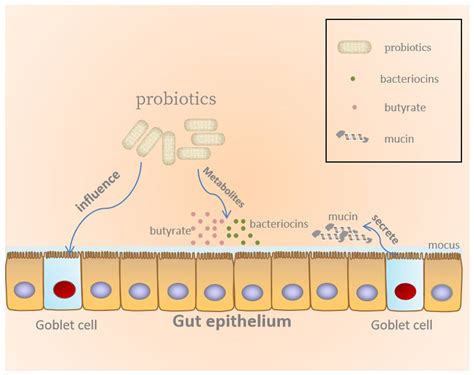 Molecules Free Full Text Probiotics Regulate Gut Microbiota An