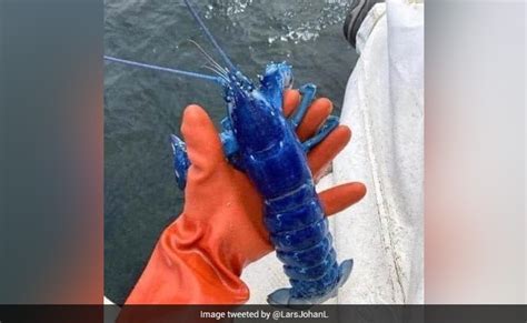 Fisherman Catches Rare "One In Two Million" Blue Lobster In US