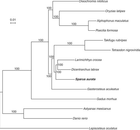 Genomic Analysis Of Sparus Aurata Reveals The Evolutionary Dynamics Of Sex Biased Genes In A