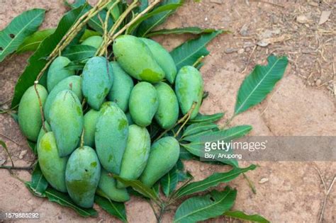 Unripe Mango Photos and Premium High Res Pictures - Getty Images