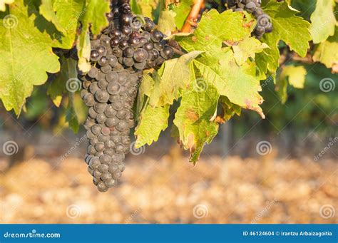 Grupos Das Uvas Do Vinho Tinto Que Penduram Da Videira Velha Foto De