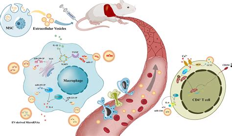 Frontiers Mesenchymal Stem Cell Derived Extracellular Vesicles In