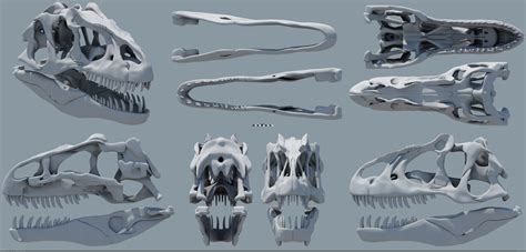 Allosaurus fragilis skull by MithosKuu on DeviantArt