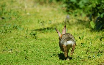 Rabbit Adaptations: Lesson for Kids - Lesson | Study.com