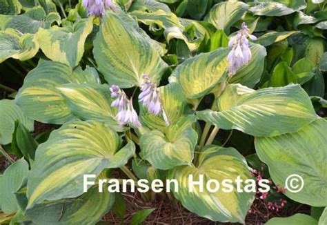 Hosta The Queen Fransen Hostas