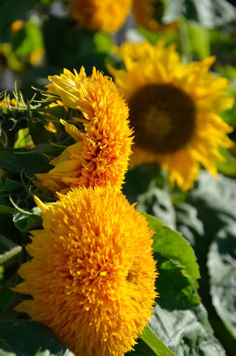 Подсолнухи у забора | Пикабу