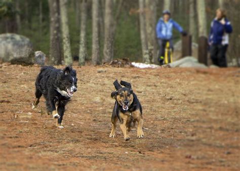 Exciting Dog Chase in the Woods