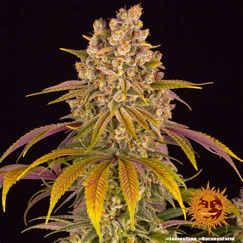 Lemon Tree Strain Information Cannaconnection Strain Information