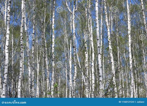 Árvores De Vidoeiro a Casca Branca No Bosque Do Vidoeiro Foto de