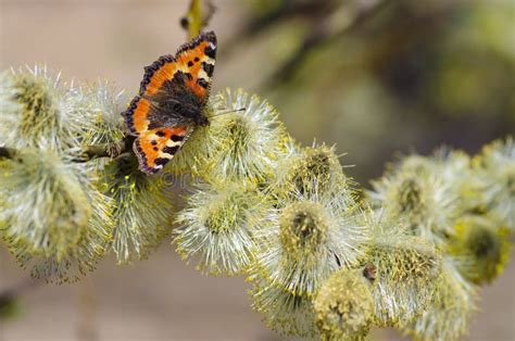 Pussy Willow Branches With Catkins And Butterfly Stock Image Image Of Bloom Nature 184581443
