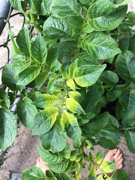 Potato Leaves Turning Yellow Before Flowering at Edward Stenhouse blog