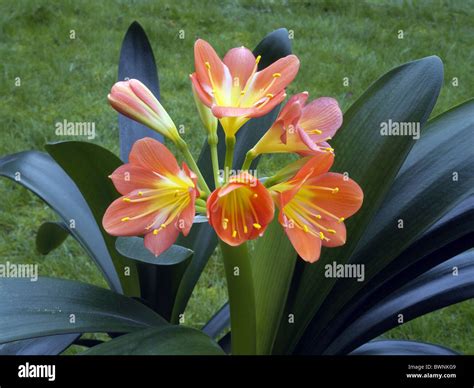 Clivia Miniata House Hi Res Stock Photography And Images Alamy